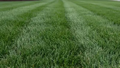 Close-up of freshly cut green grass showing uniform mow quality by Chop Chop Landscaping in Salt Lake City, UT