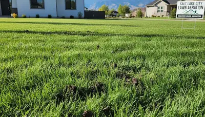 Healthy Salt Lake City lawn recovering after professional aeration by Chop Chop Landscaping